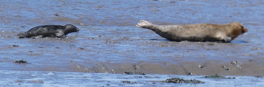 pup foll mother on mud 