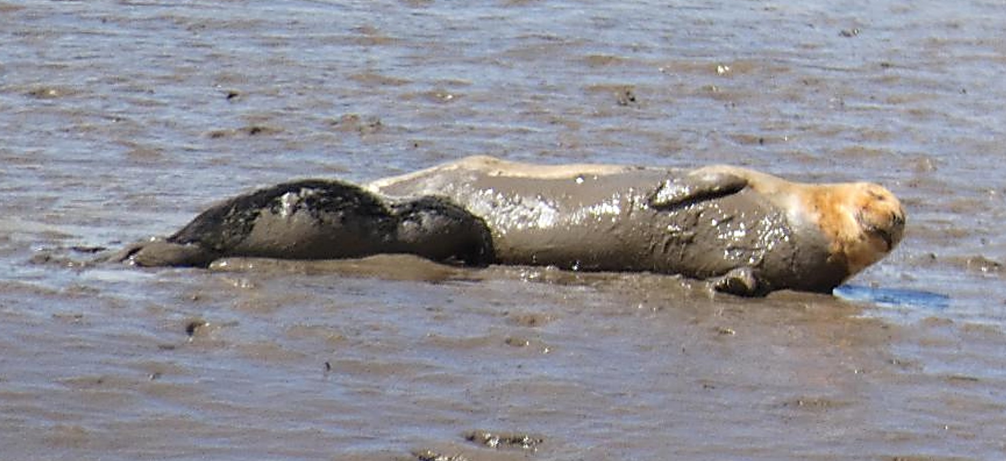 pup suckling Seal Sands